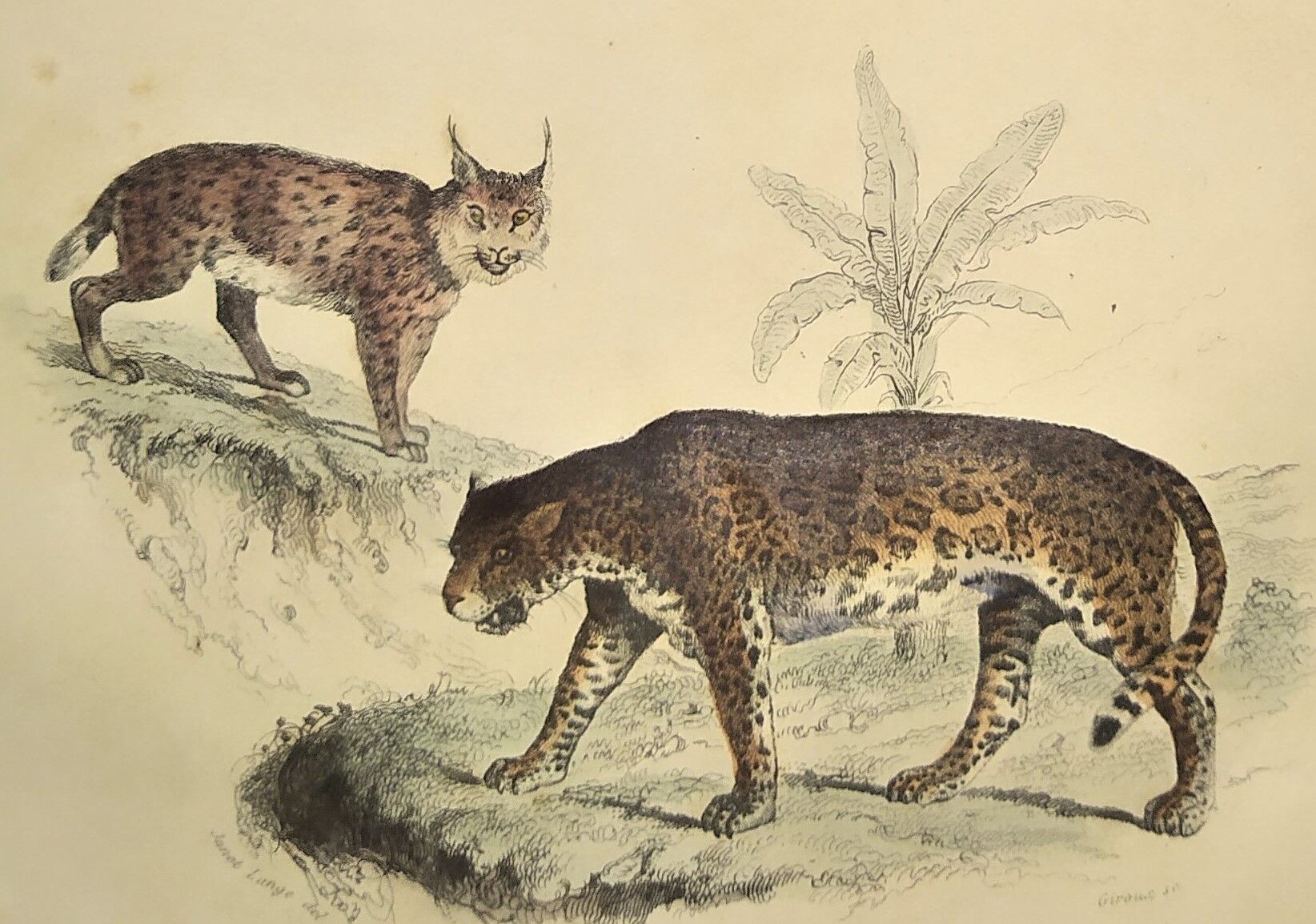 Original zoological plate of 1839 " leopard, lynx,.... "