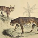 Original zoological plate of 1839 " leopard, lynx,.... "