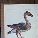 6 bird illustrations
