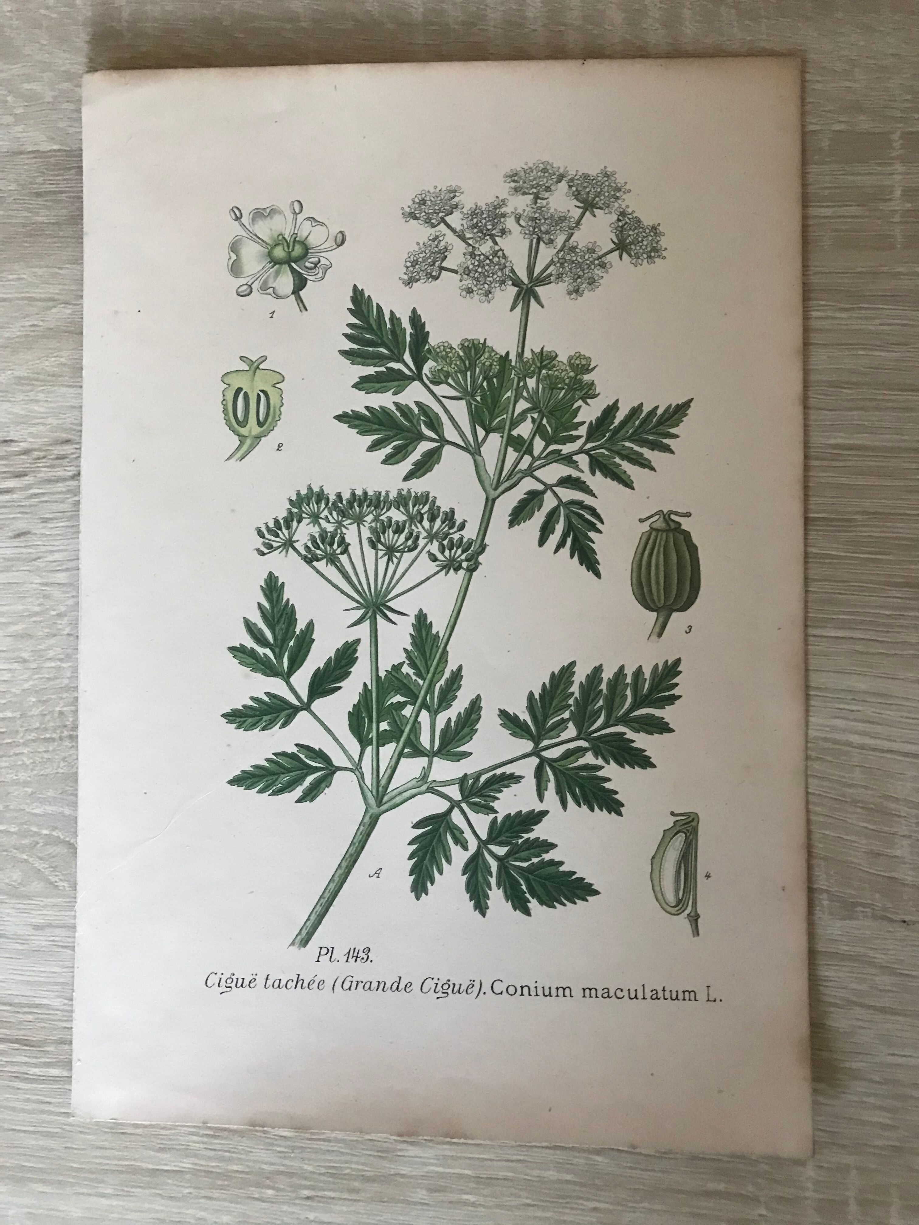 Ancient botanical boards