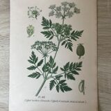 Ancient botanical boards