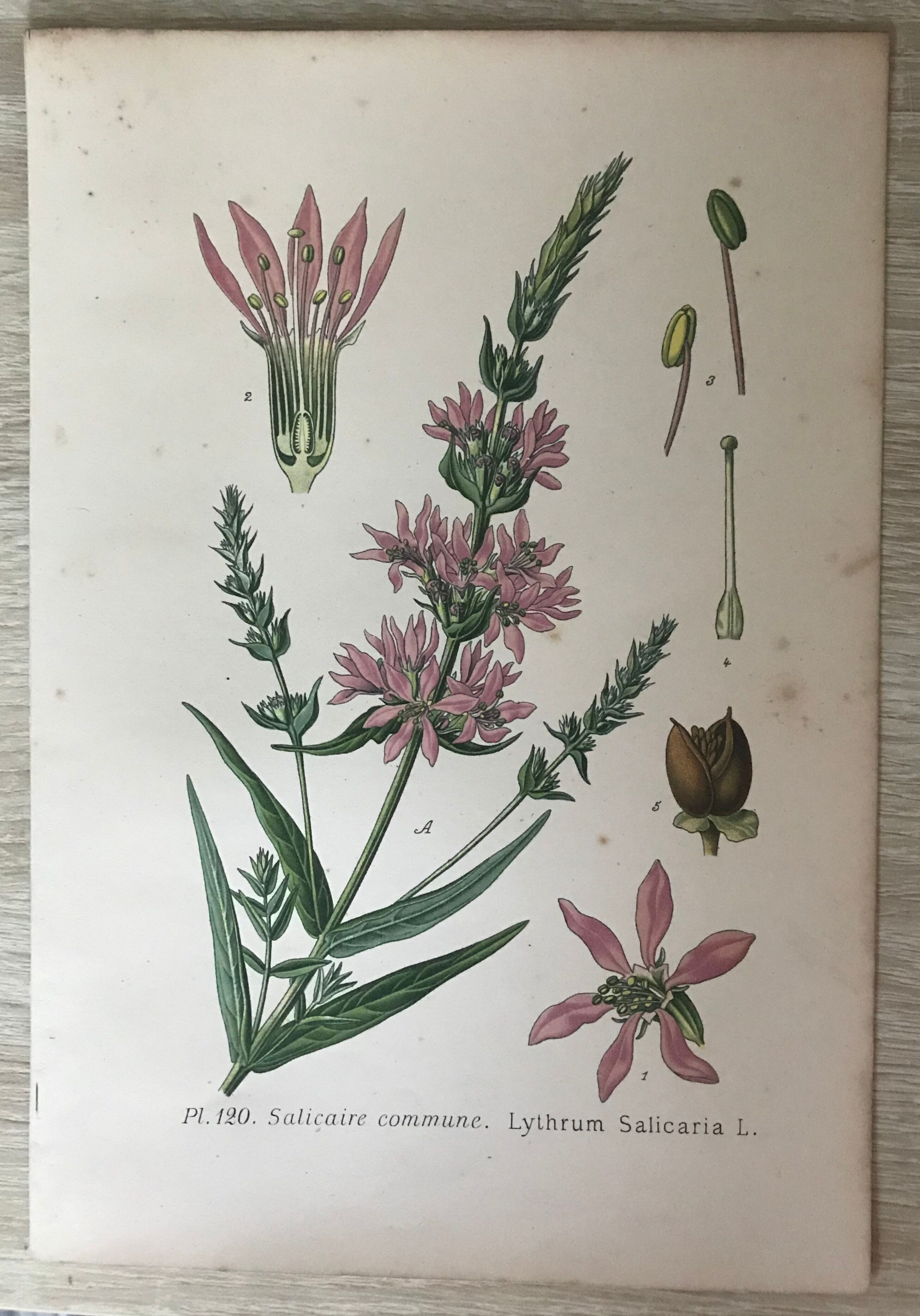 Planches botaniques de fleurs roses 1891