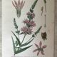Planches botaniques de fleurs roses 1891