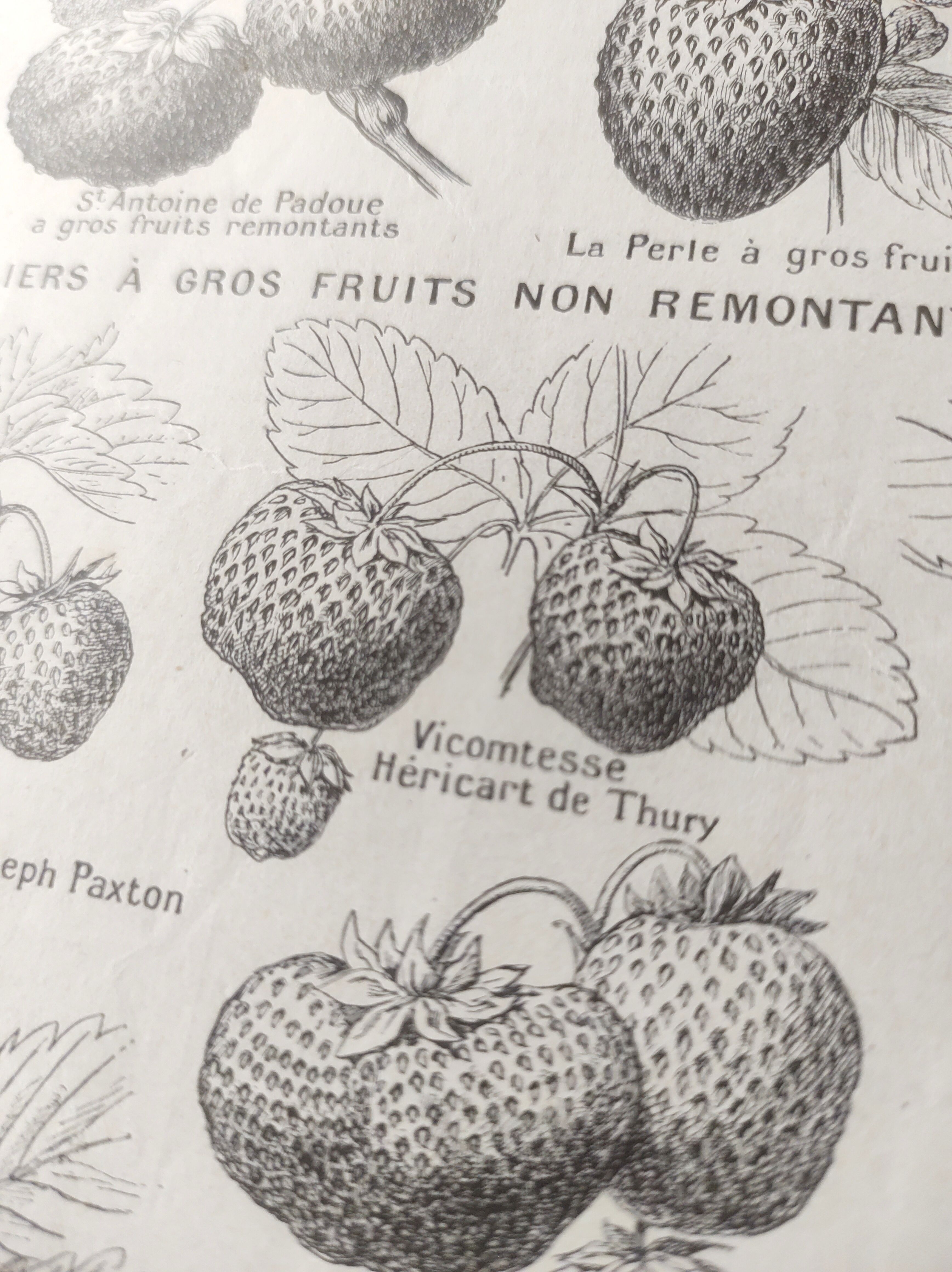 Gravure ancienne • Fraises et Fraisiers • Affiche originale de 1922