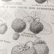 Gravure ancienne • Fraises et Fraisiers • Affiche originale de 1922