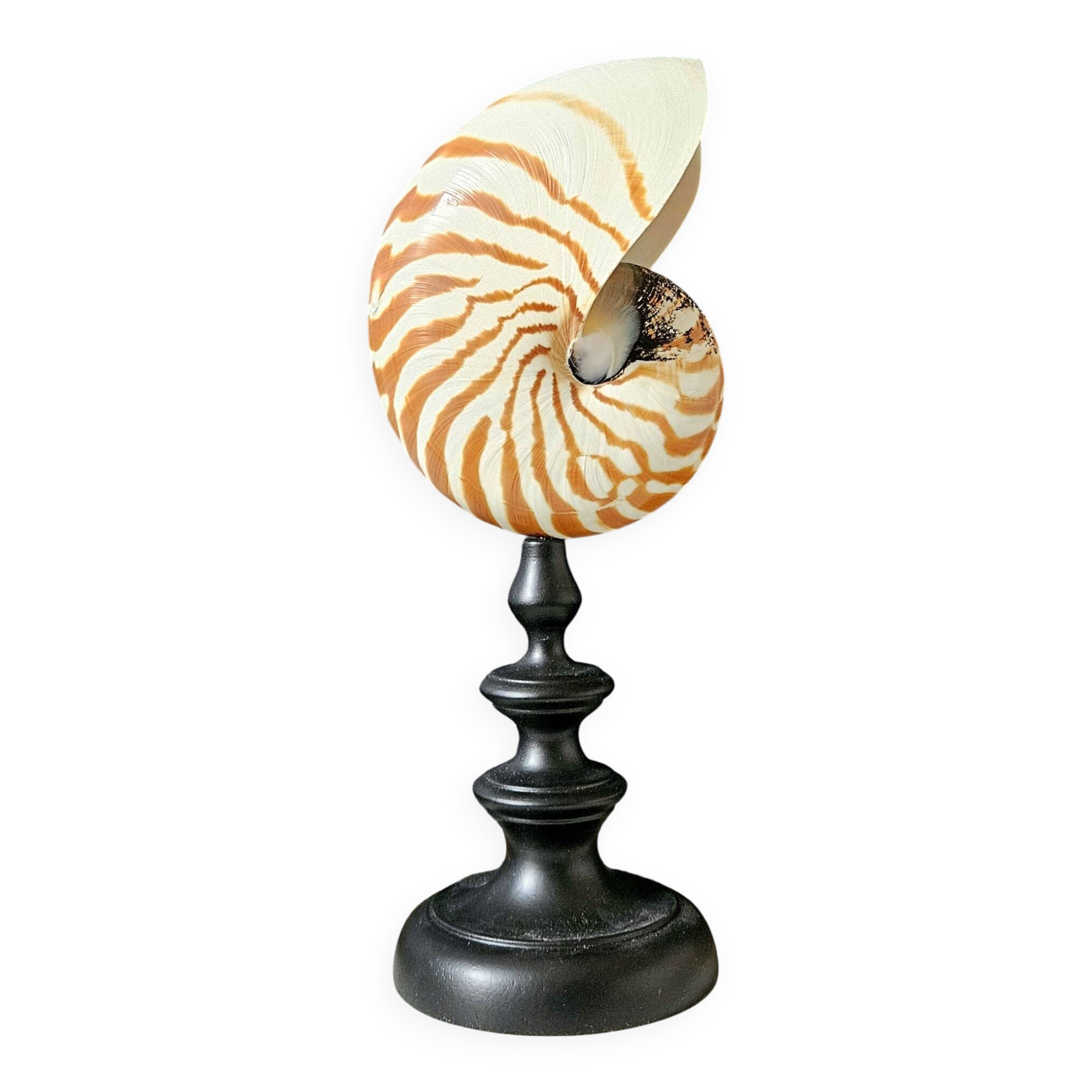 Nautilus / Natural Nautile, Black Turned Wooden Base H: 25 cm
