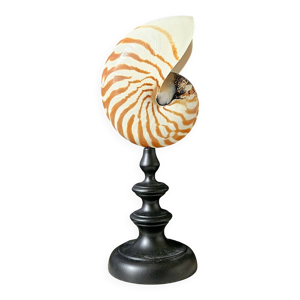 Nautile / Nautilus Naturel, - socle bois