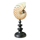 Nautilus / Natural Nautile, Black Turned Wooden Base H: 25 cm