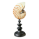 Nautilus / Natural Nautile, Black Turned Wooden Base H: 25 cm