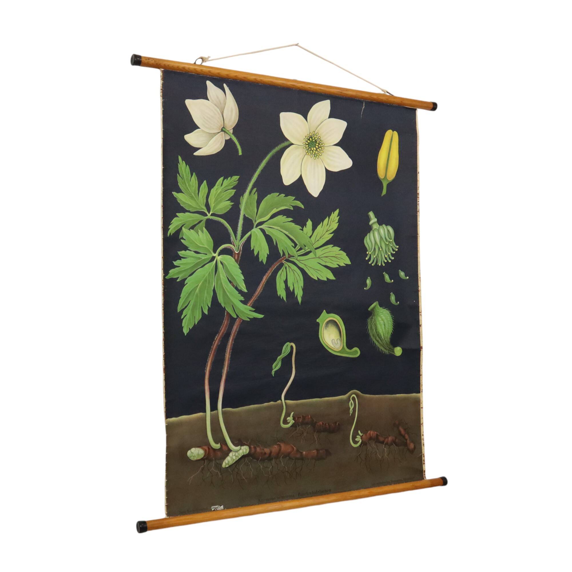 Grande carte scolaire vintage Anémone Jung Koch Quentell 117cm