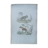 Affiche - gravure zoologique ancienne - hyène rayée et tachetée (mi 19ème)