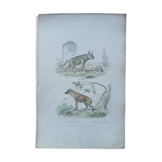 Poster - old zoological engraving - striped and spotted hyena (mid 19th century)