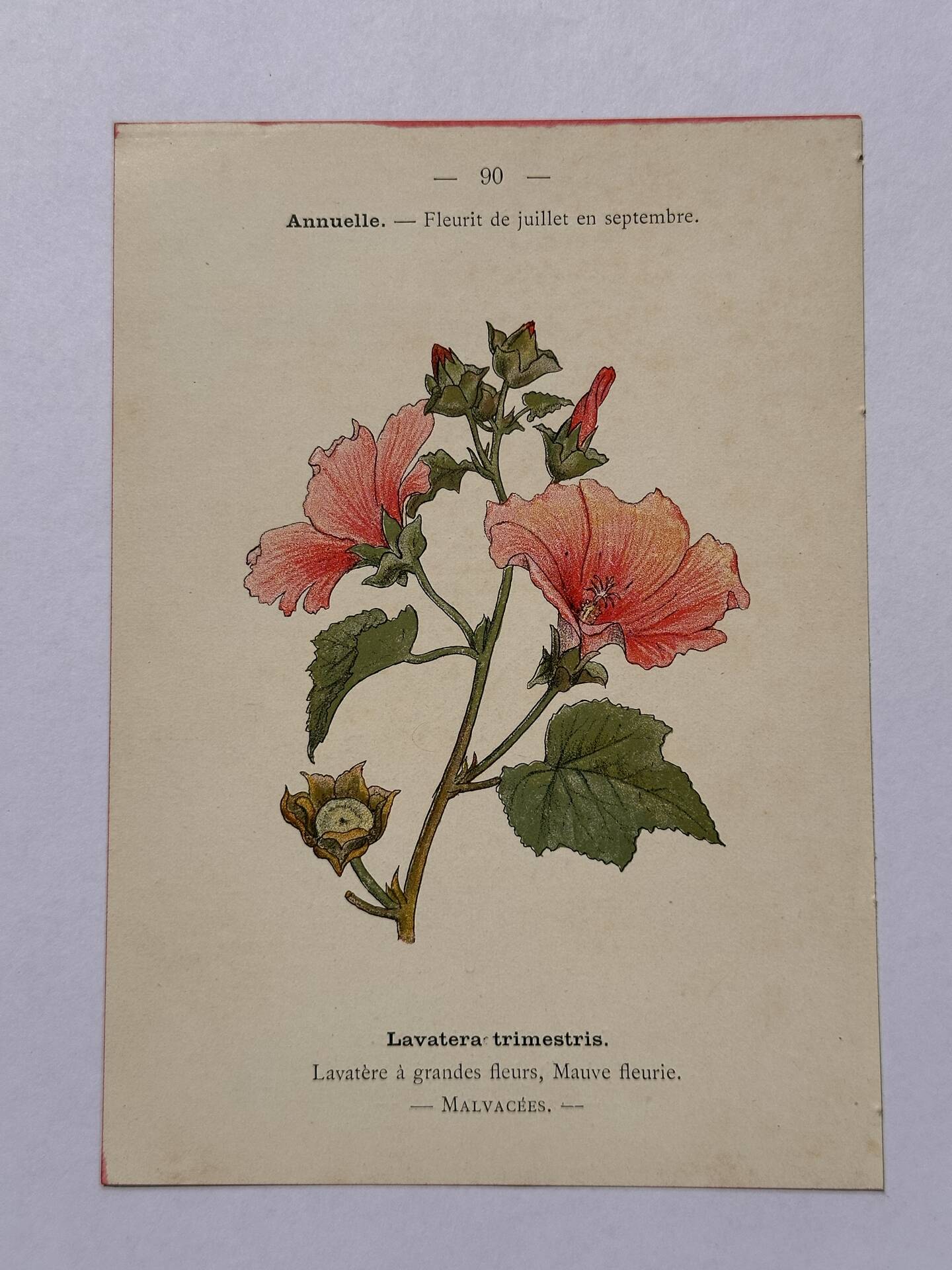19th-century botanical engraving naturalist poster French flower wine