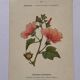 19th-century botanical engraving naturalist poster French flower wine