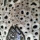 Italian ceramic dish with marine relief decoration from San Marino, 1960s-70s