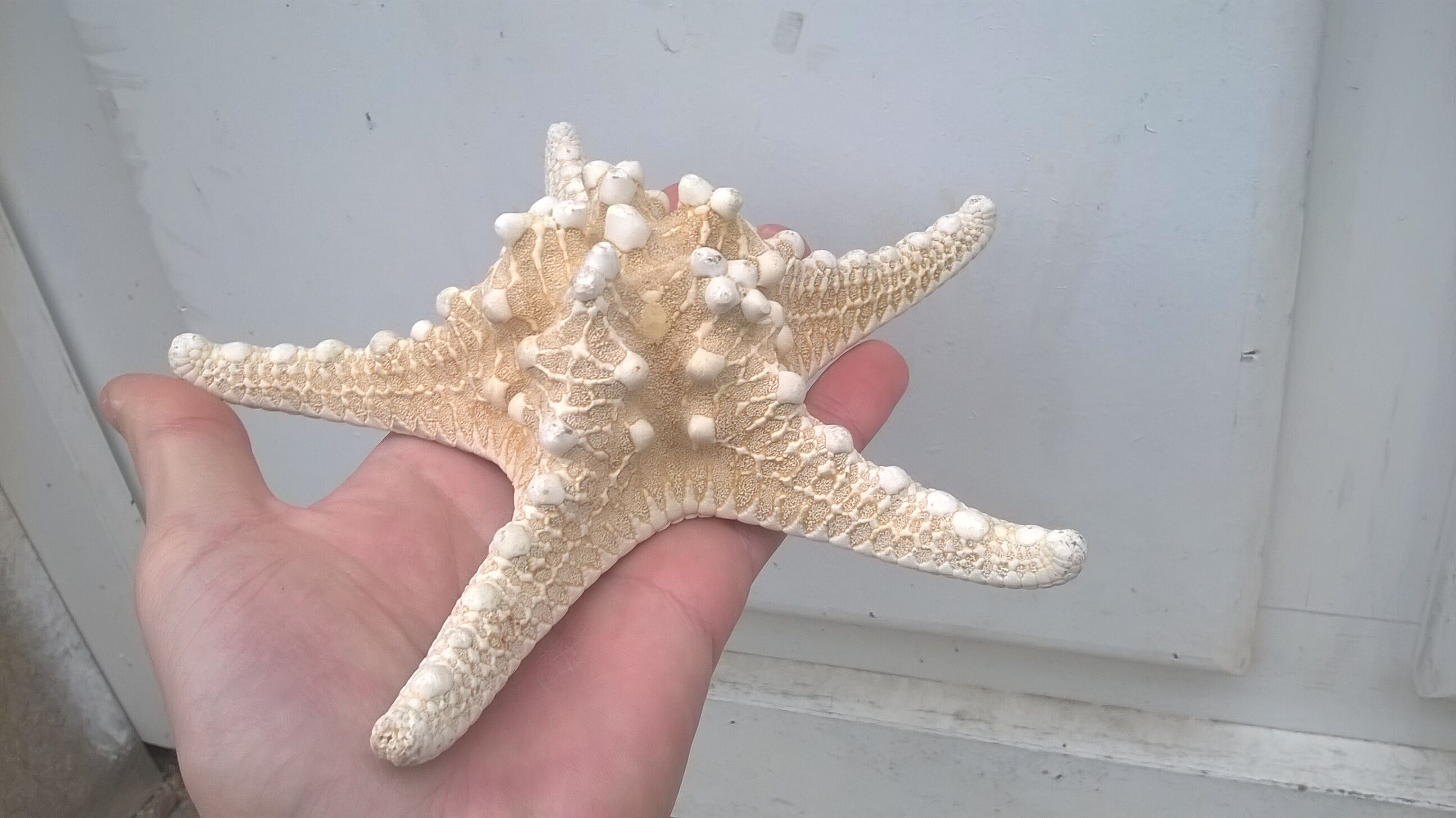 Authentic starfish