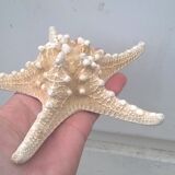 Authentic starfish