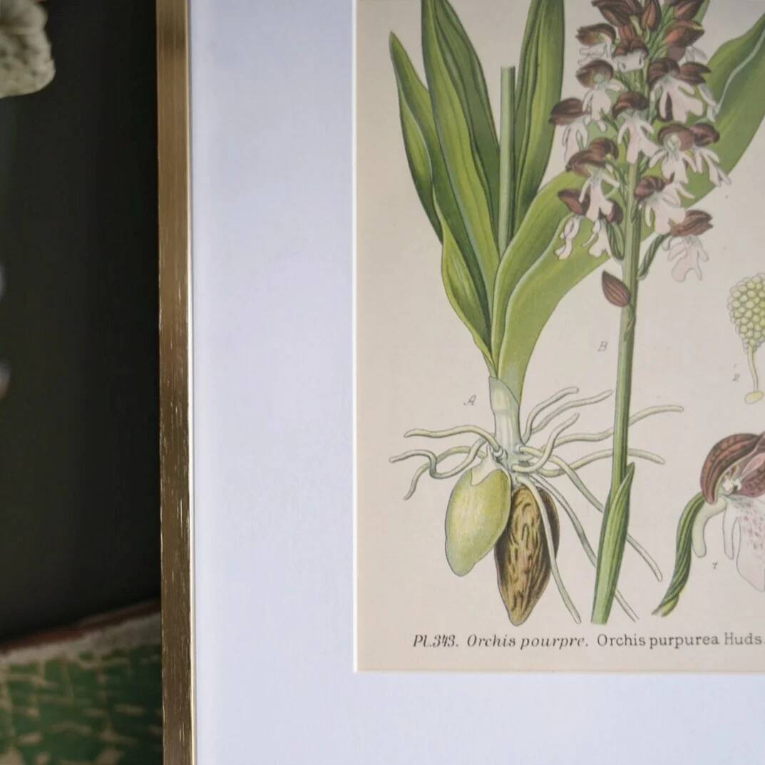 Botany under frame Purple Orchid