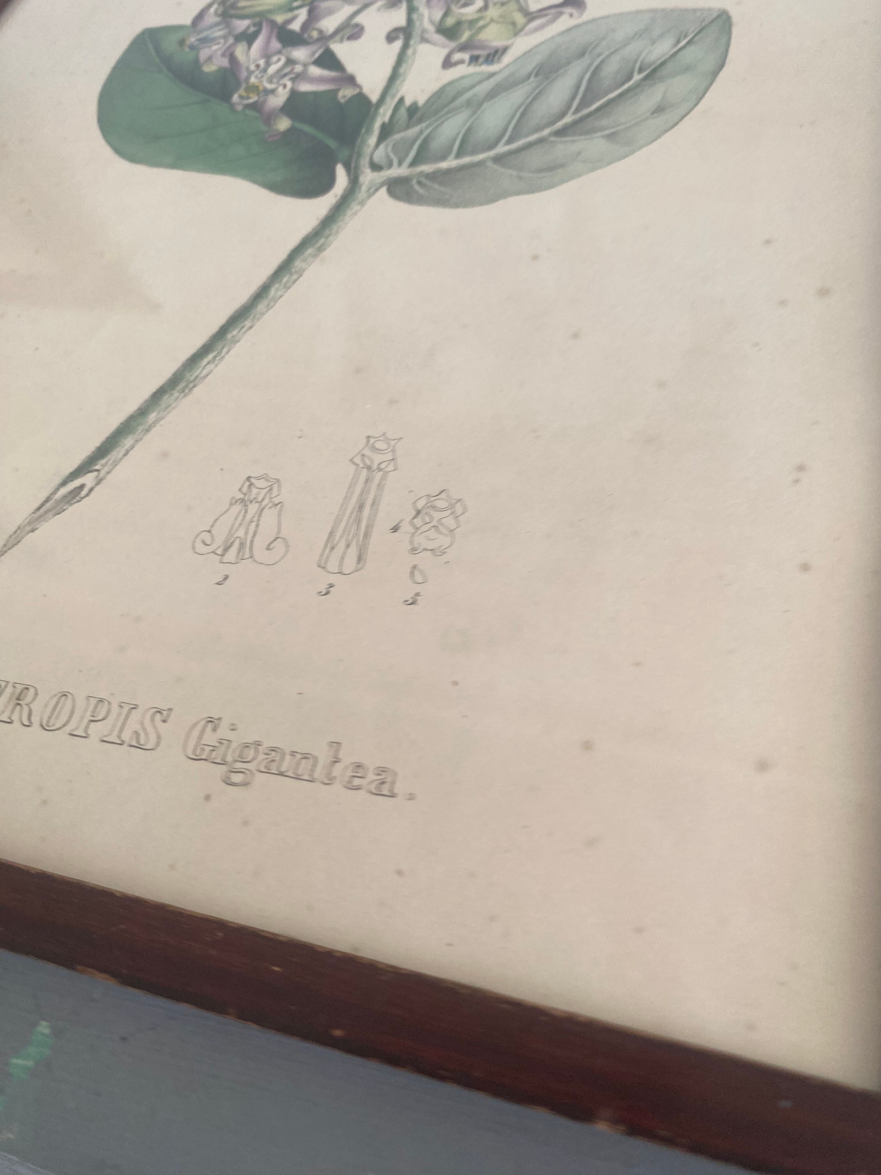 Botanical board, glazed wood frame