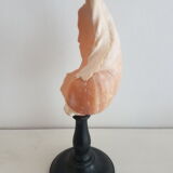 Shell on base