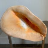 Shell horned helmet 25 cm
