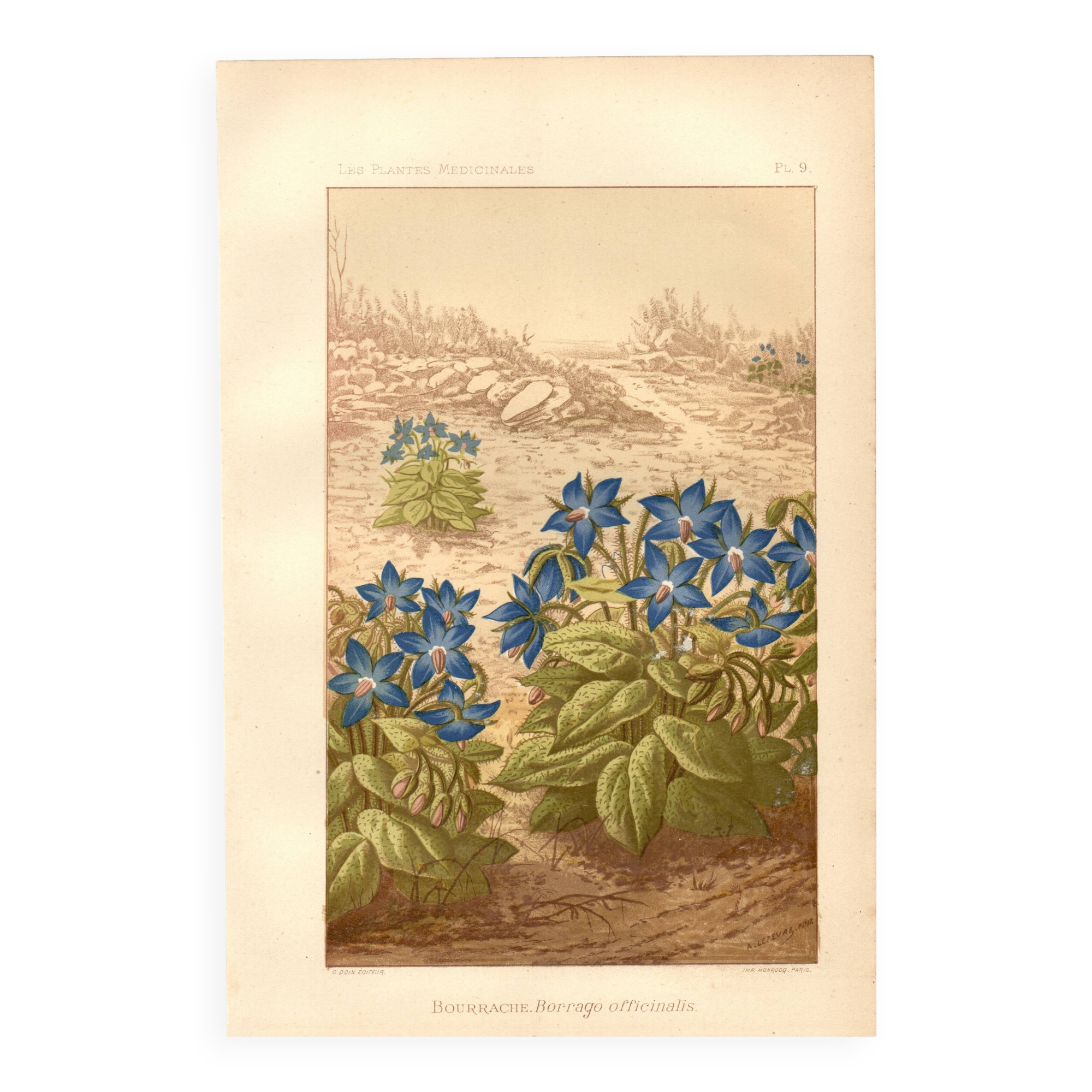 Gravure ancienne 1889 - Bourrache par Lefevre. Lithographie fleur botanique