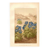 Gravure ancienne 1889 - Bourrache par Lefevre. Lithographie fleur botanique