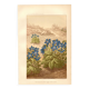 Antique engraving 1889 - Borage by Lefevre. Botanical flower lithograph