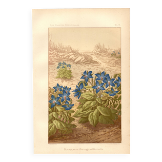 Antique engraving 1889 - Borage by Lefevre. Botanical flower lithograph
