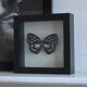 Papillon naturalisé de 1997