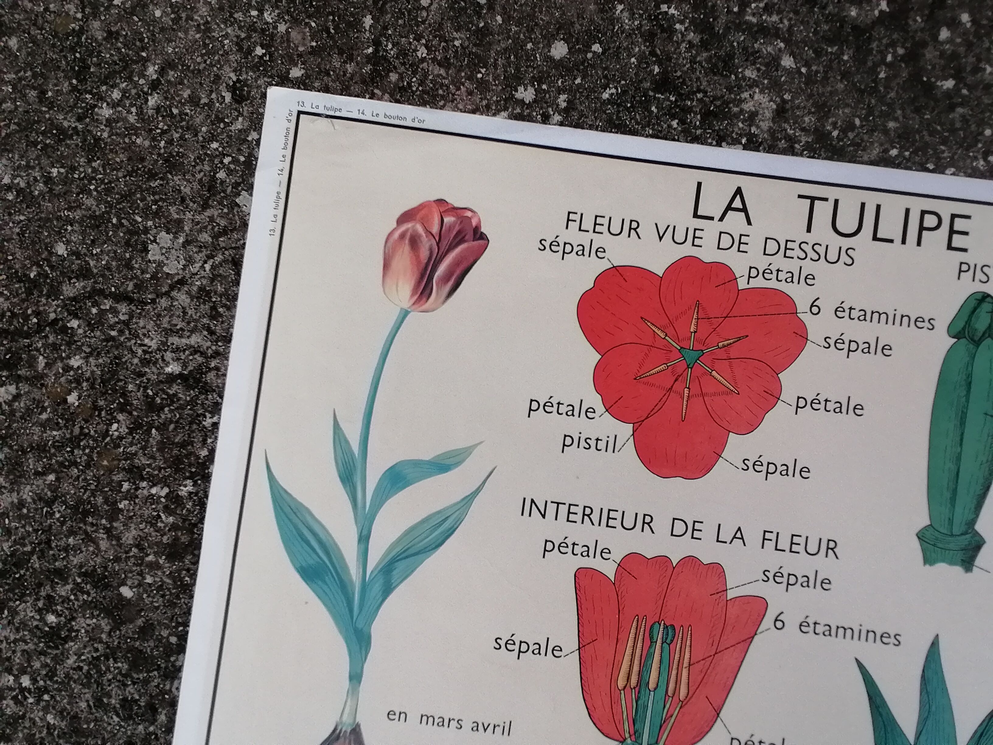 Vintage rossignol school educational poster - the tulip and the golden button