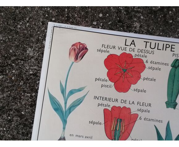 Affiche pédagogique scolaire rossignol vintage - la tulipe et le bouton d'or