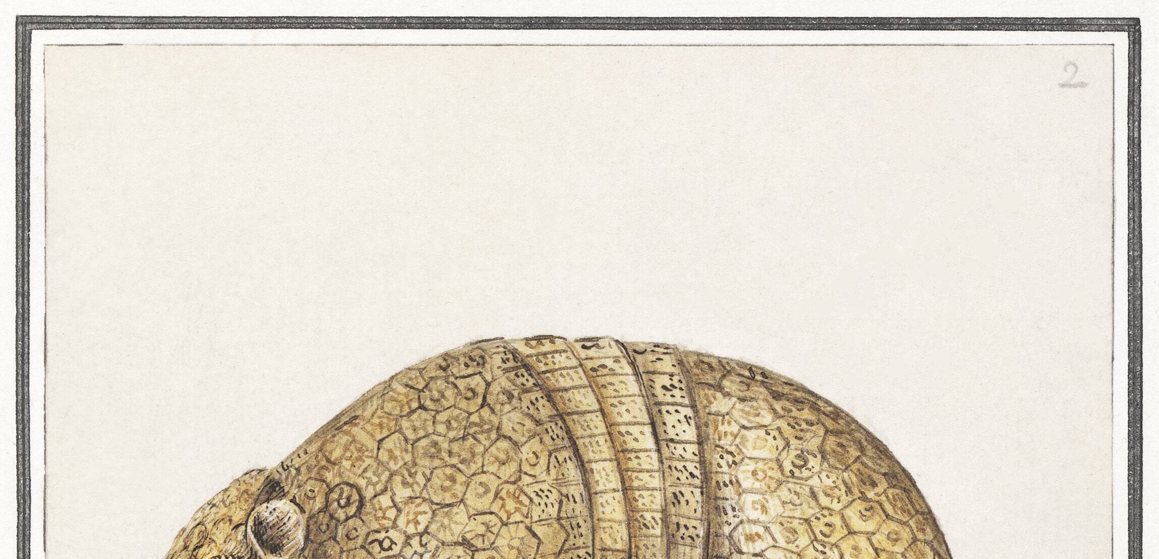 Small poster about the armadillo, after an old engraving from 1610.