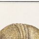 Small poster about the armadillo, after an old engraving from 1610.