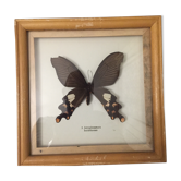 Papillon naturalisé Astrophaneura horishanus