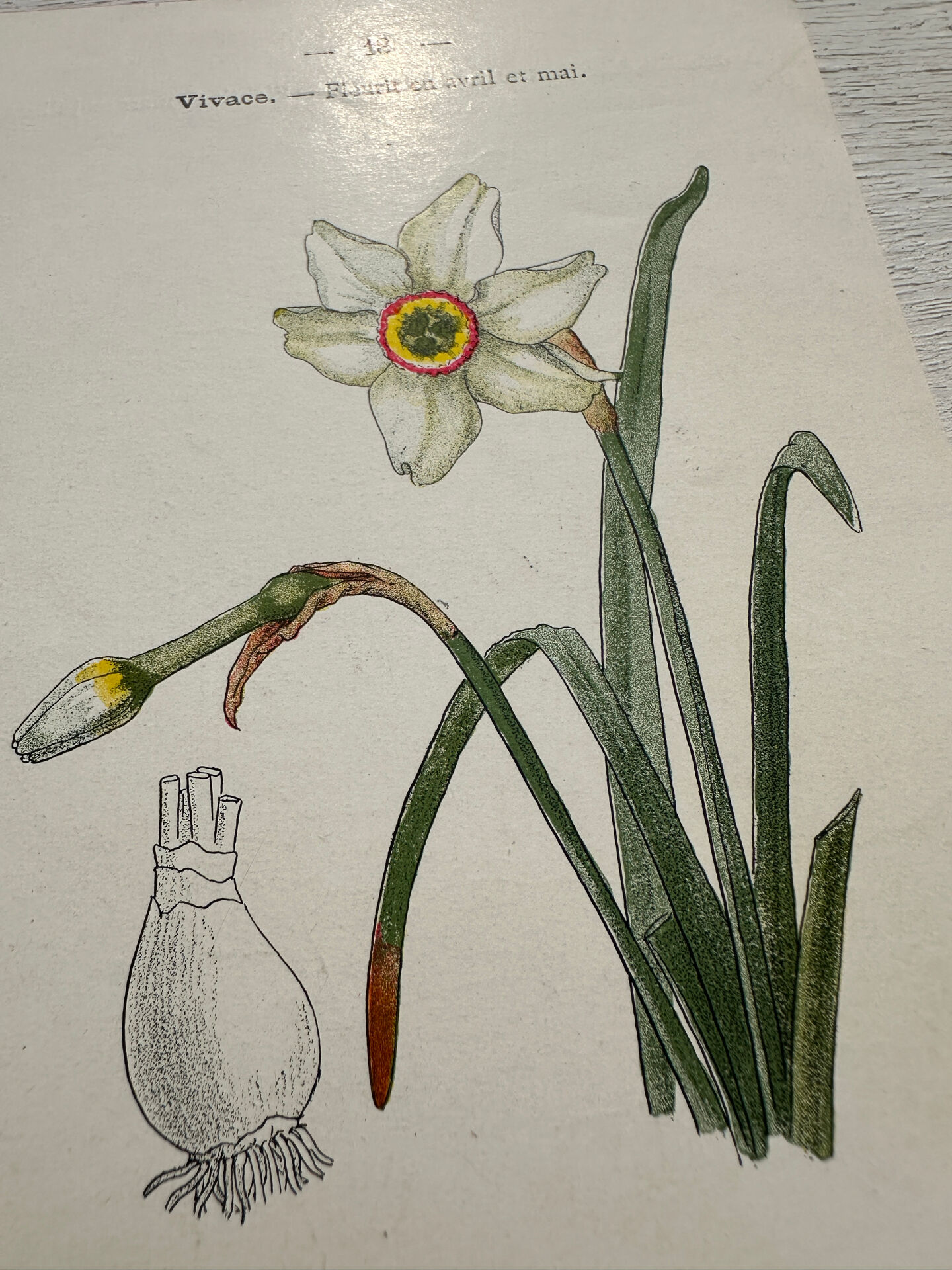 Botanical Plate 1800 Old Naturalist Engraving 19th Century Double-Sided