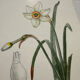Botanical Plate 1800 Old Naturalist Engraving 19th Century Double-Sided