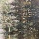 Huile sur toile, forêt, vintage