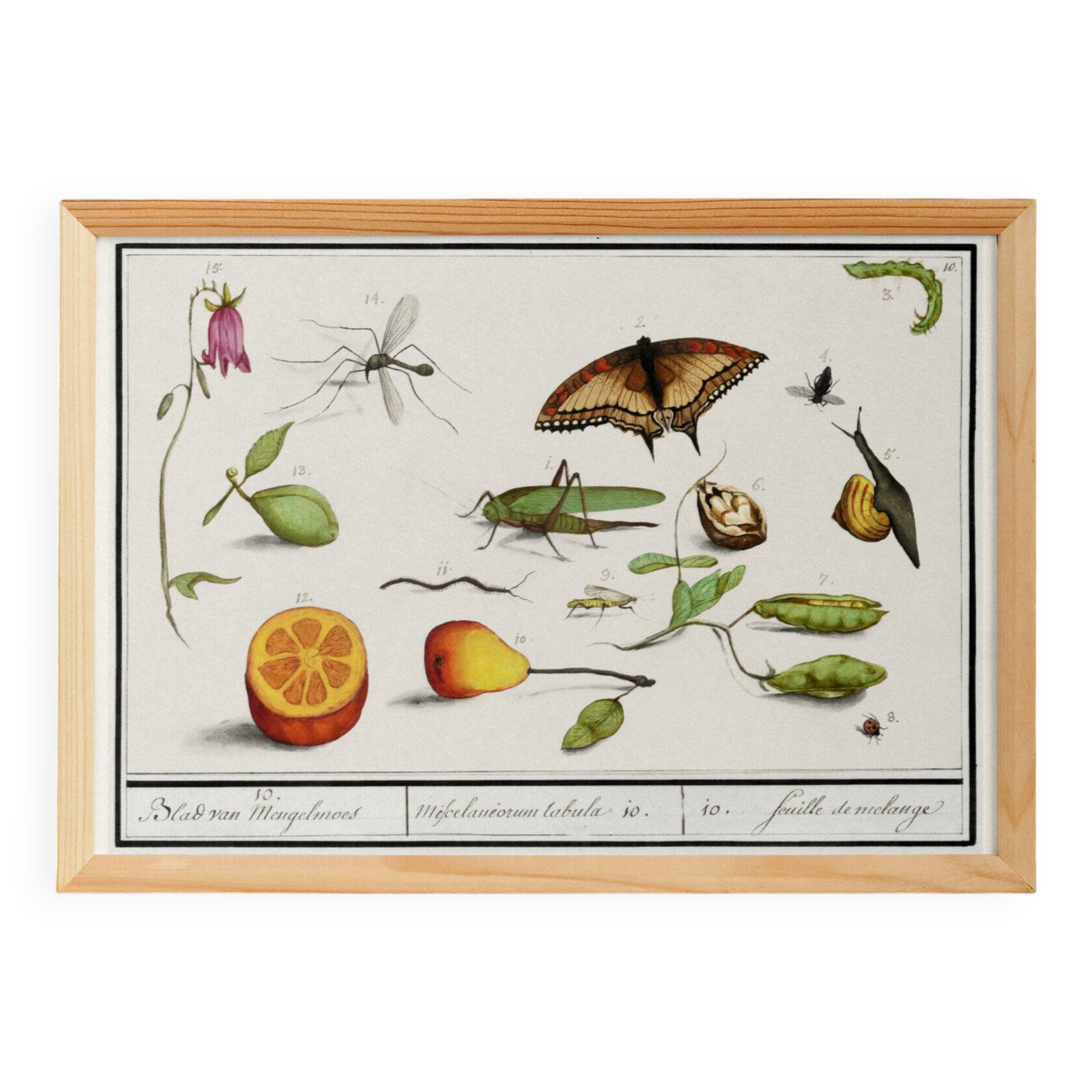 Petite affiche sur “les insectes et végétaux”, d’après une gravure ancienne