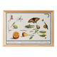 Petite affiche sur “les insectes et végétaux”, d’après une gravure ancienne