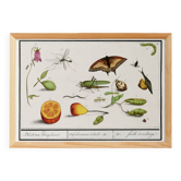 Small poster on “insects and plants”, based on an old engraving