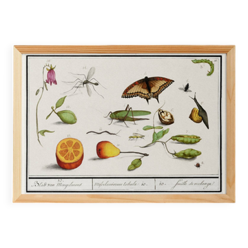 Small poster on “insects and plants”, based on an old engraving