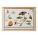 Petite affiche sur “les insectes et végétaux”, d’après une gravure ancienne