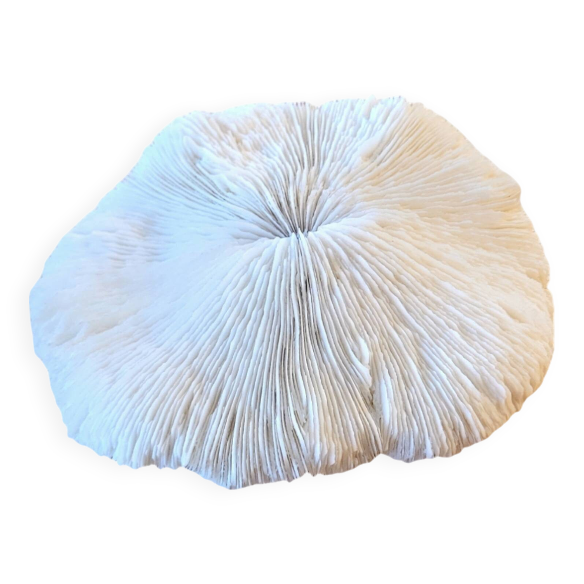 Ancient Coral Fungia or Shark Cushion 15cm