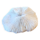 Corail ancien Fungia ou Coussin de requin 15cm