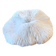 Ancient Coral Fungia or Shark Cushion 15cm