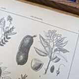 Imprimée en 1889, les légumineuses. Planche botanique ancienne.