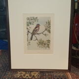 Ornithological engraving