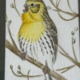2 aquarelles oiseaux