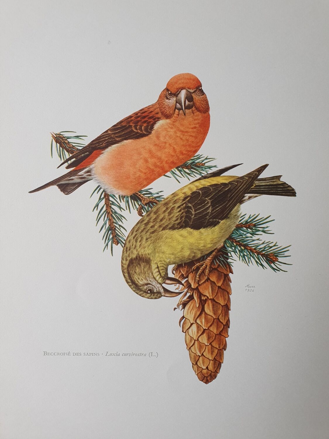 Fir crossbill bird board